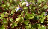 Cymbalaria muralis