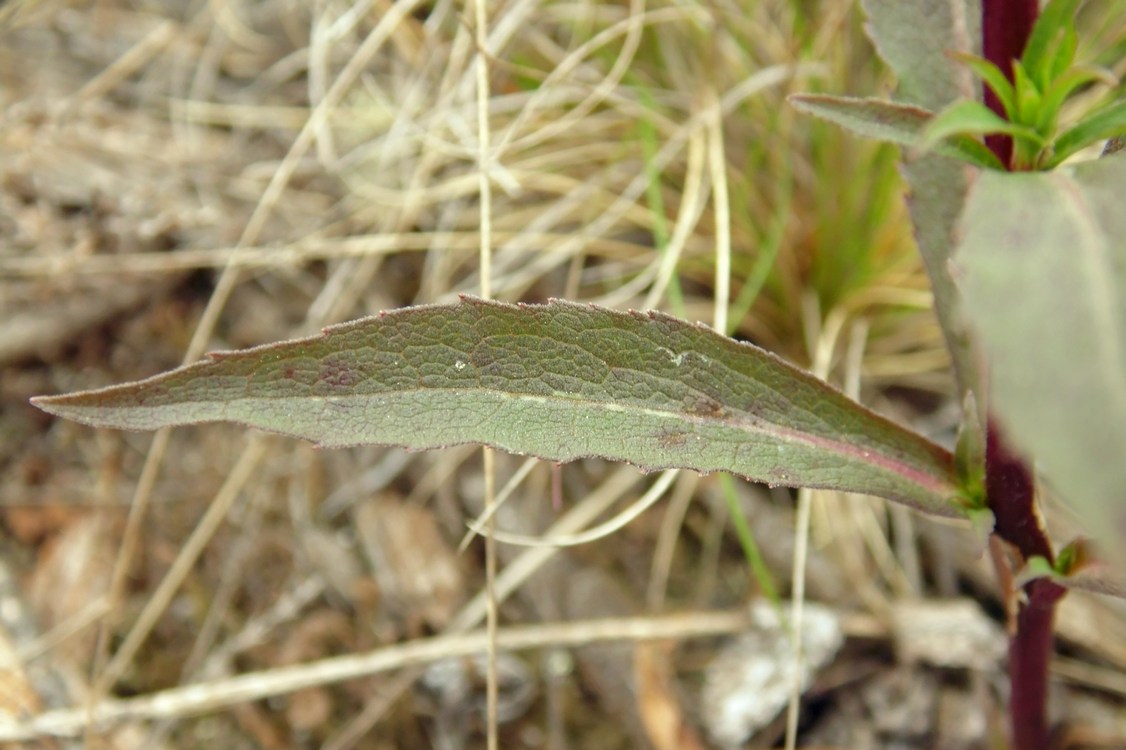 Image of Solidago virgaurea specimen.