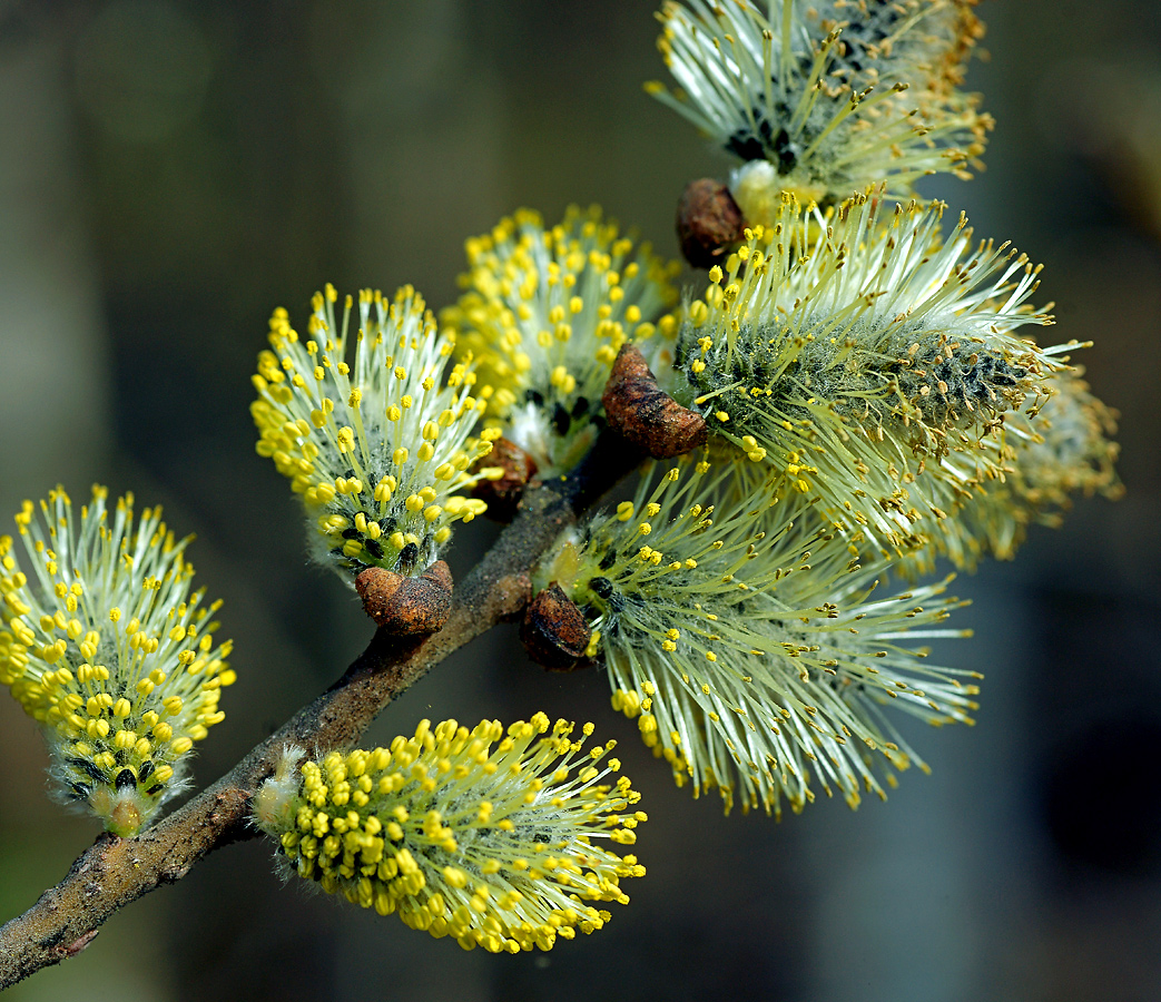 Image of Salix caprea specimen.