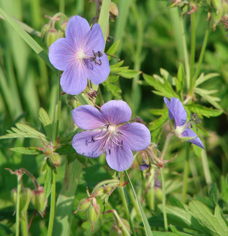 Image of Geranium pratense specimen.