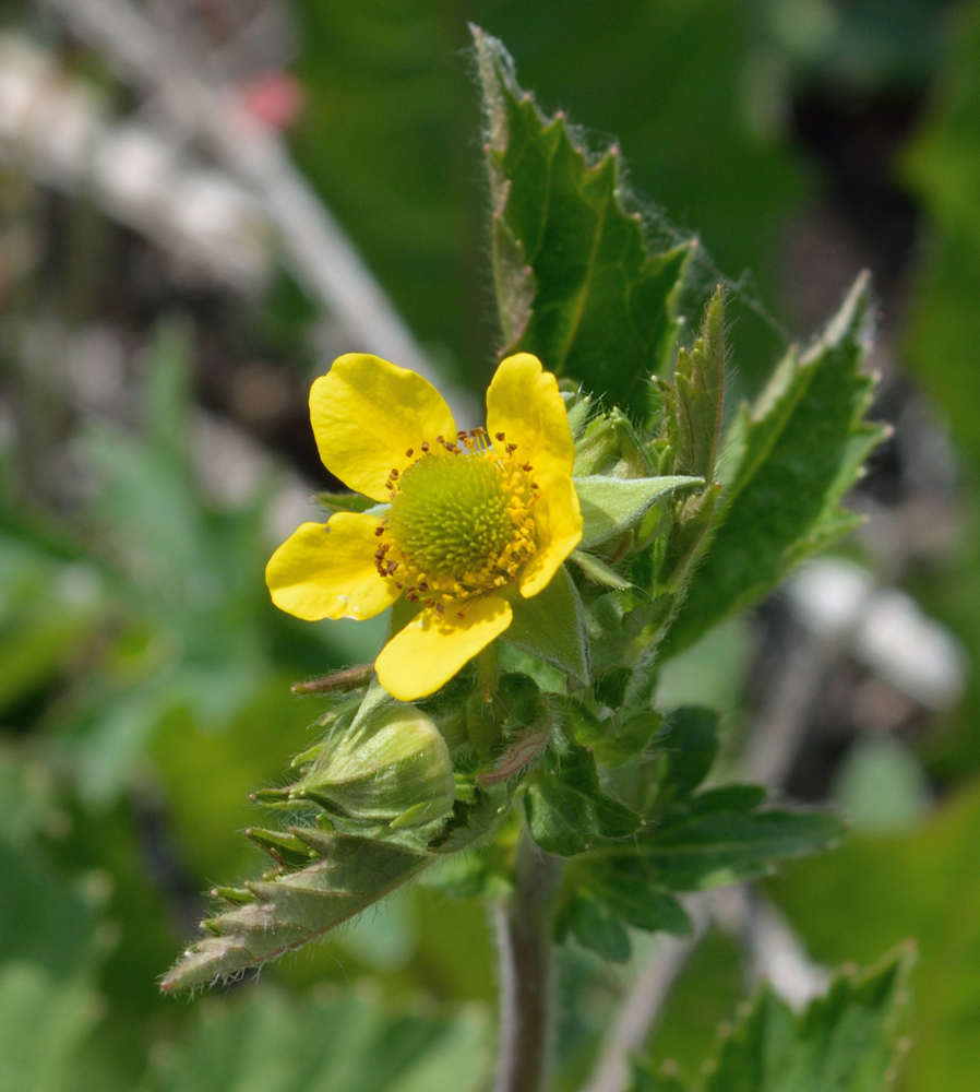 Растения татарстана. Geum aleppicum. 