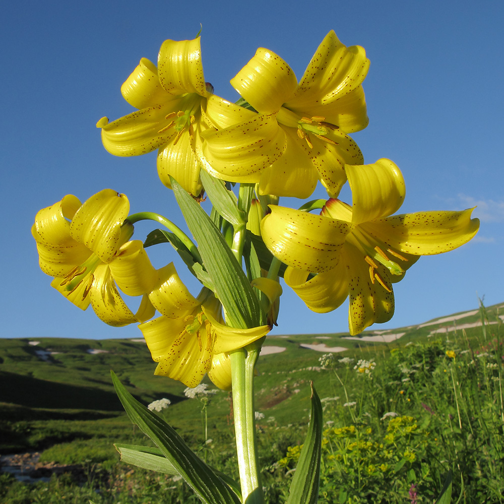 Изображение особи Lilium monadelphum.