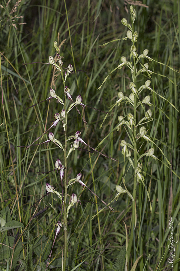 Image of Himantoglossum caprinum specimen.