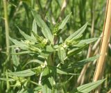 Lithospermum officinale. Верхушка зацветающего растения. Восточный Казахстан, Уланский р-н, окр. с. Украинка. 11.06.2014.