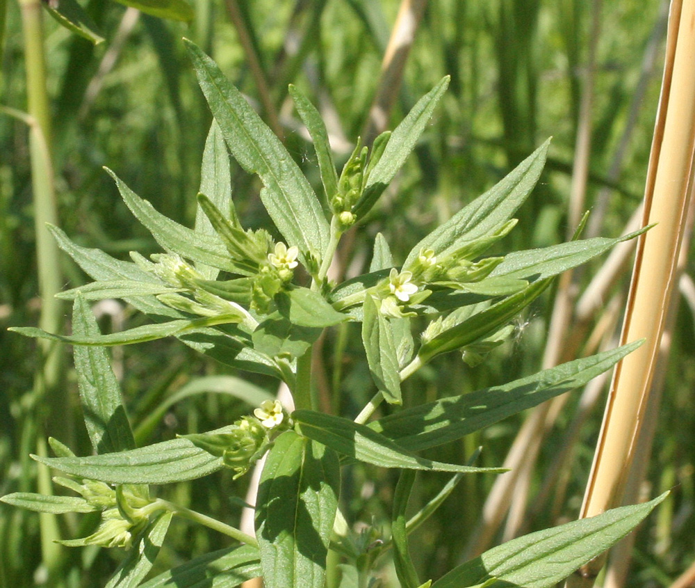 Image of Lithospermum officinale specimen.