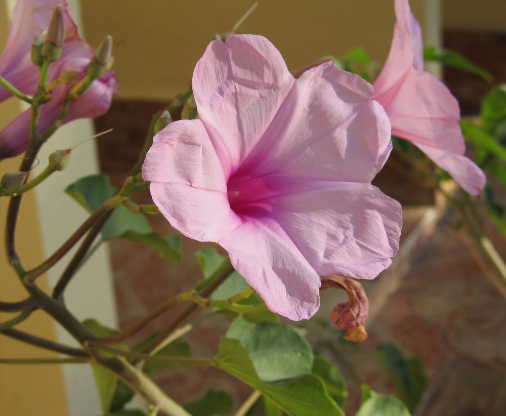 Image of Ipomoea carnea specimen.