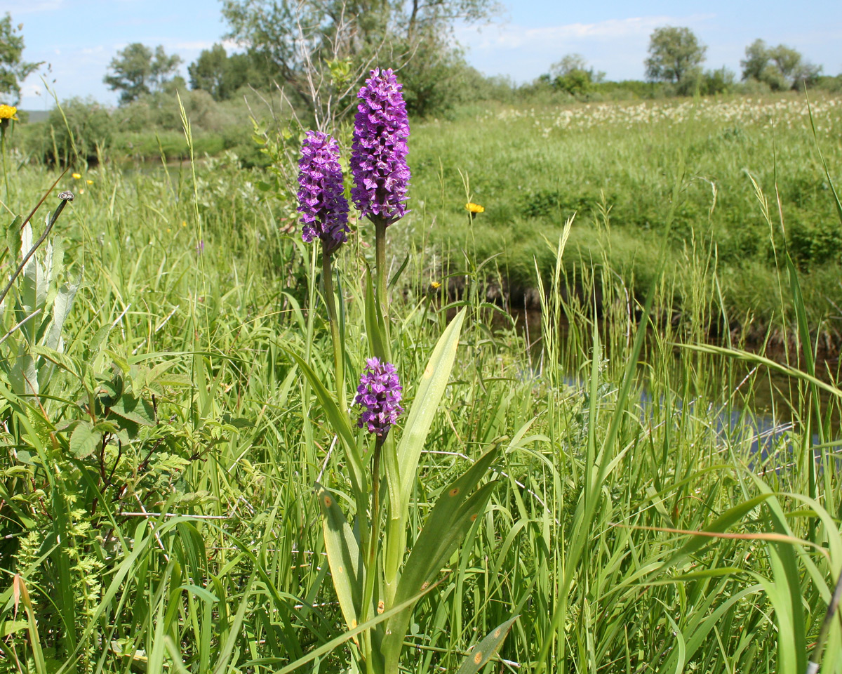 Изображение особи Dactylorhiza sibirica.