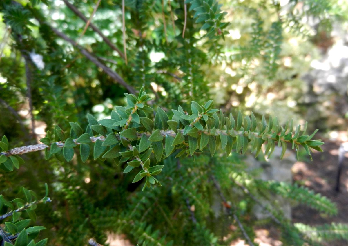 Image of Melaleuca genistifolia specimen.