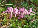 Corydalis paeoniifolia. Соцветие. Якутия (Саха), Алданский р-н, окр. пос. Тобук, прибрежная тайга. 15.06.2012.