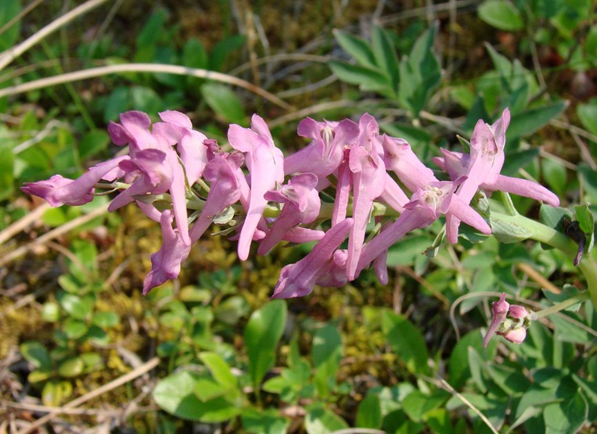 Изображение особи Corydalis paeoniifolia.