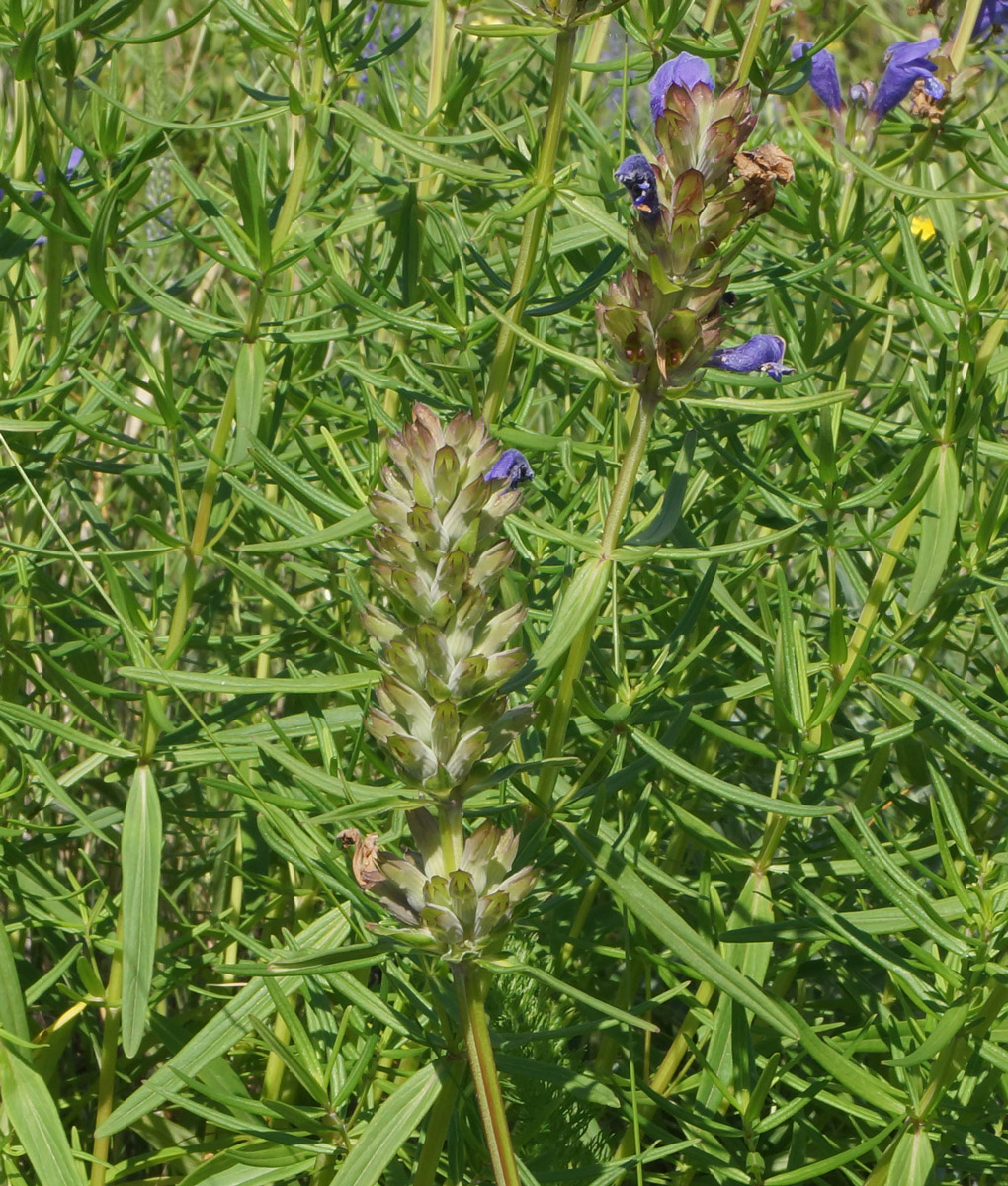 Image of Dracocephalum ruyschiana specimen.