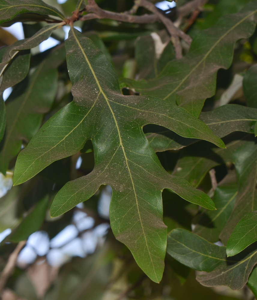 Image of Grevillea hilliana specimen.