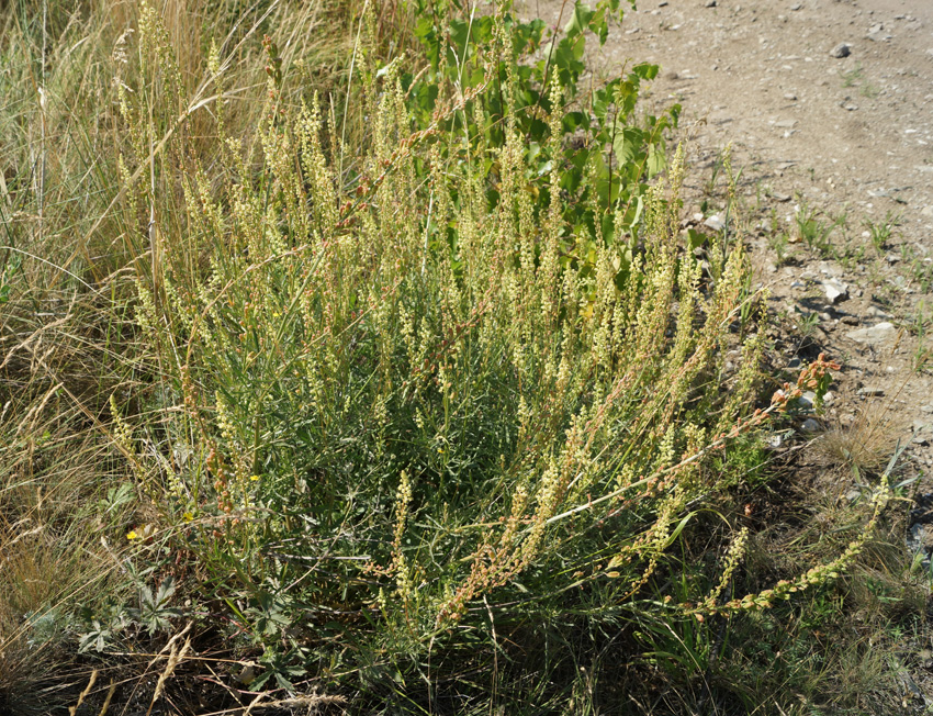 Image of Reseda lutea specimen.