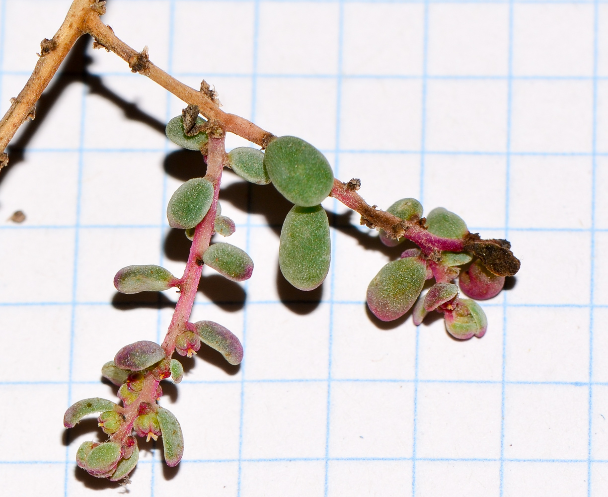 Image of Suaeda vermiculata specimen.