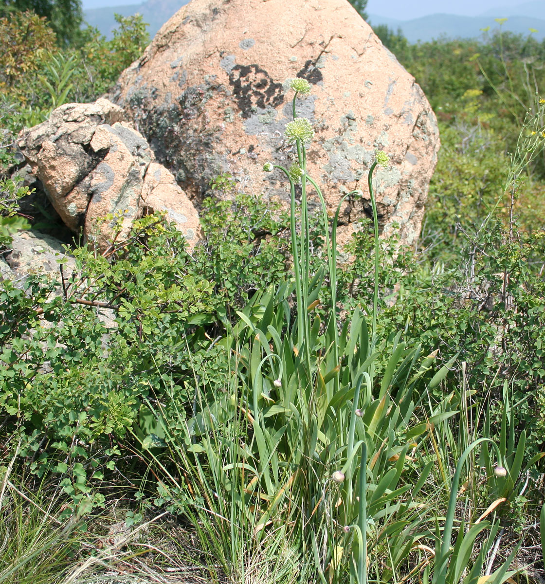 Image of Allium nutans specimen.