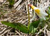 Erythronium caucasicum