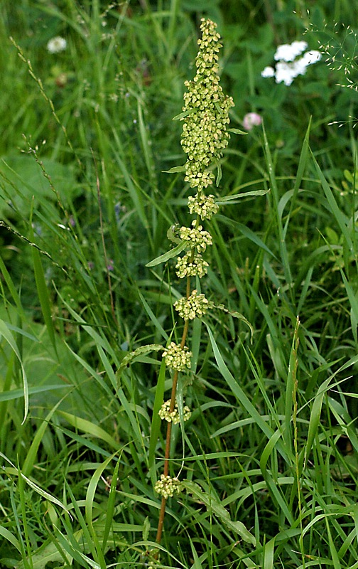 Image of Rumex crispus specimen.