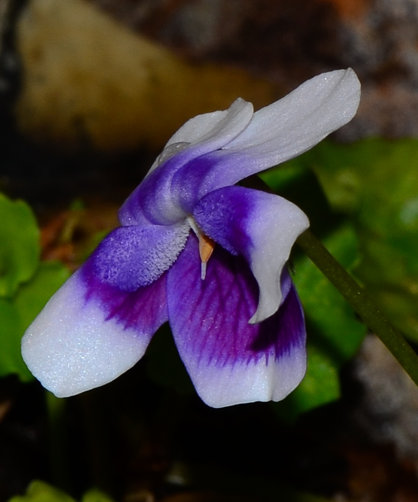 Image of Viola hederacea specimen.