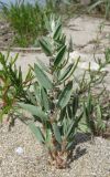 Polygonum maritimum. Цветущее растение. Крым, Черноморский р-н, окр. с. Знаменское, песчаный пляж. 19 июня 2016 г.