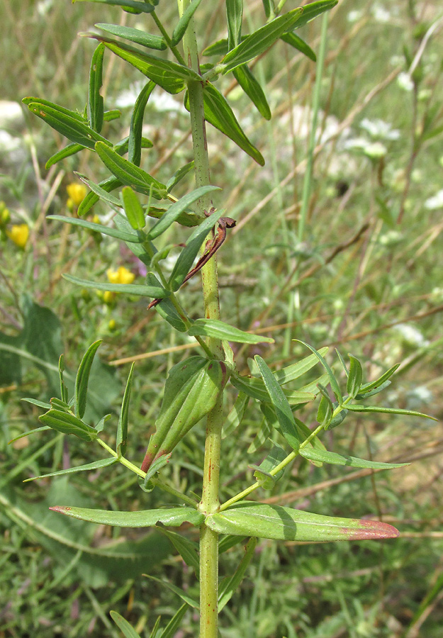 Image of Hypericum elegans specimen.