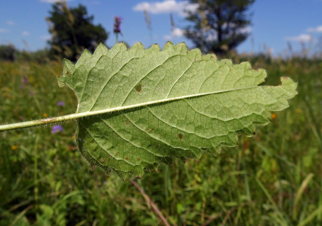 Изображение особи Betonica officinalis.