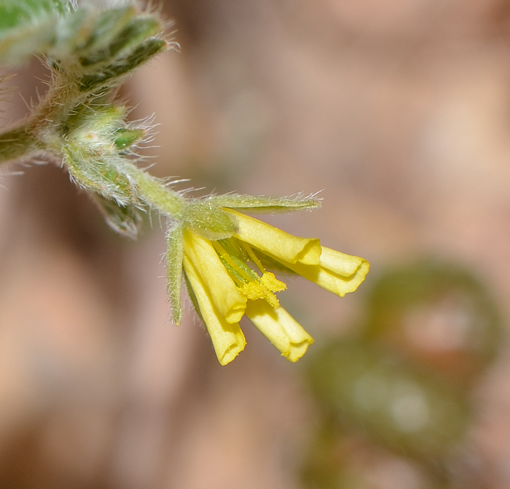 Изображение особи Tribulus bimucronatus.