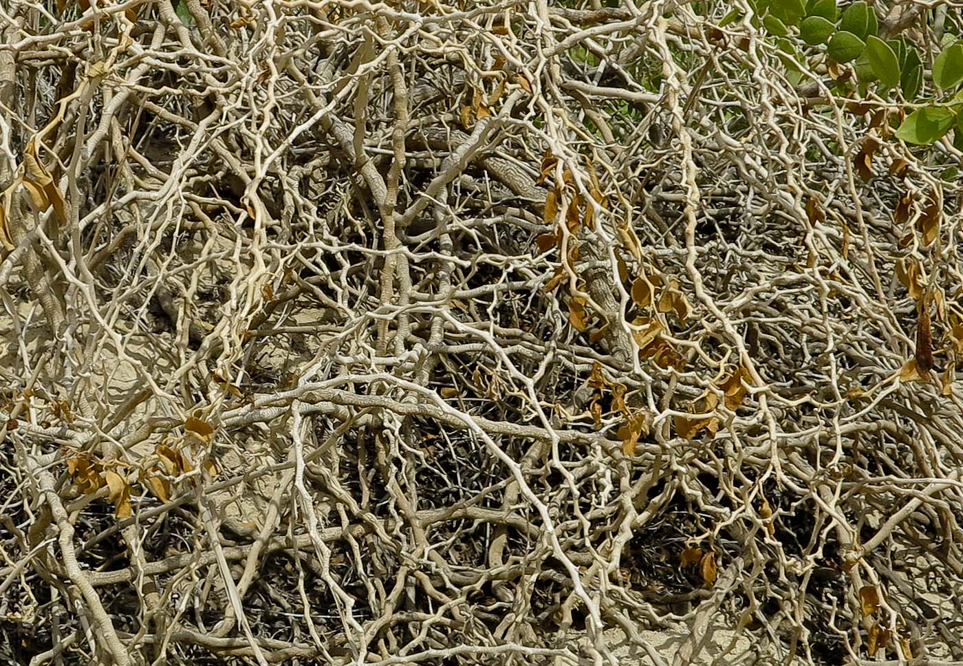 Image of Capparis cartilaginea specimen.