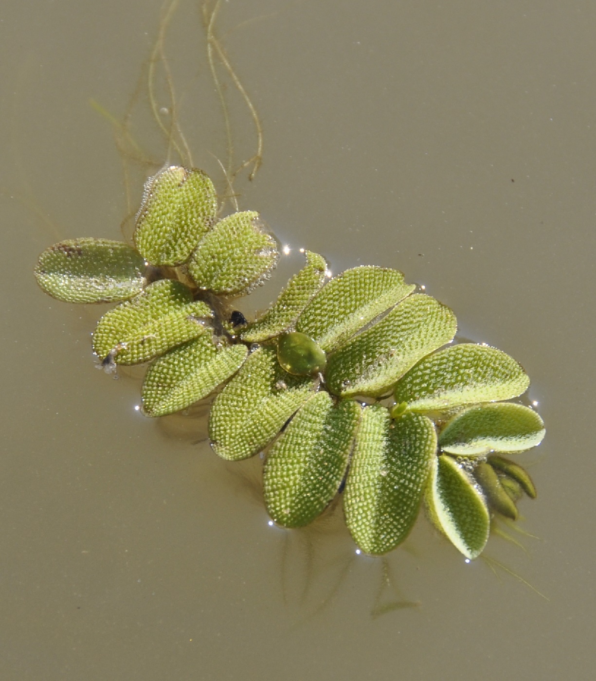 Image of Salvinia natans specimen.