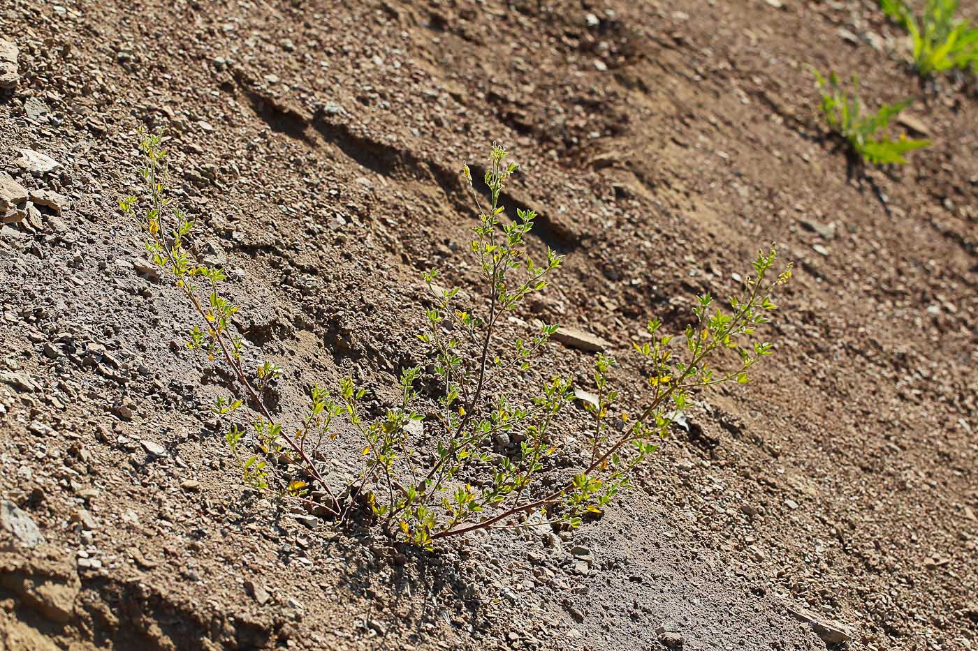 Image of Melilotus officinalis specimen.