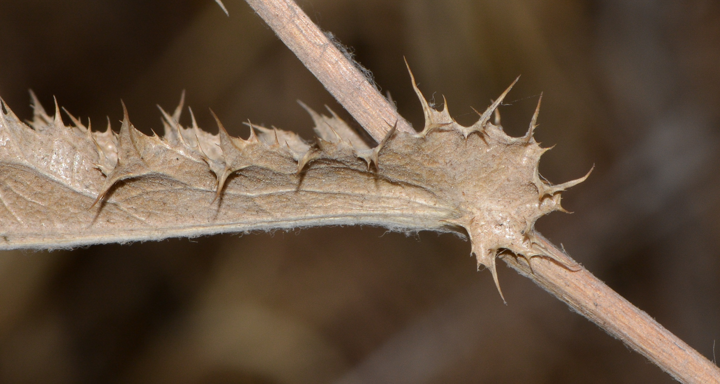 Image of Carlina curetum specimen.