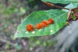 Fagus orientalis