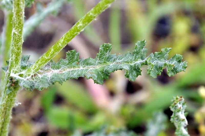 Изображение особи Senecio vernalis.