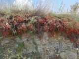 Ephedra distachya