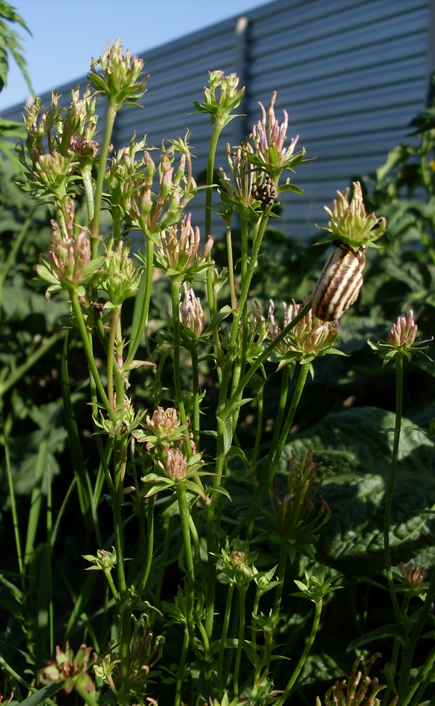 Image of Cichorium intybus specimen.