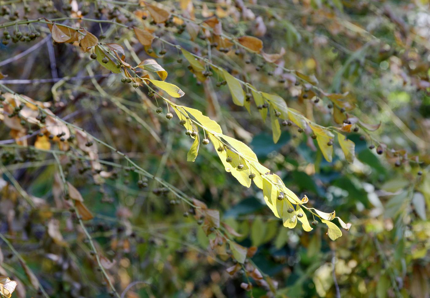 Image of Flueggea suffruticosa specimen.