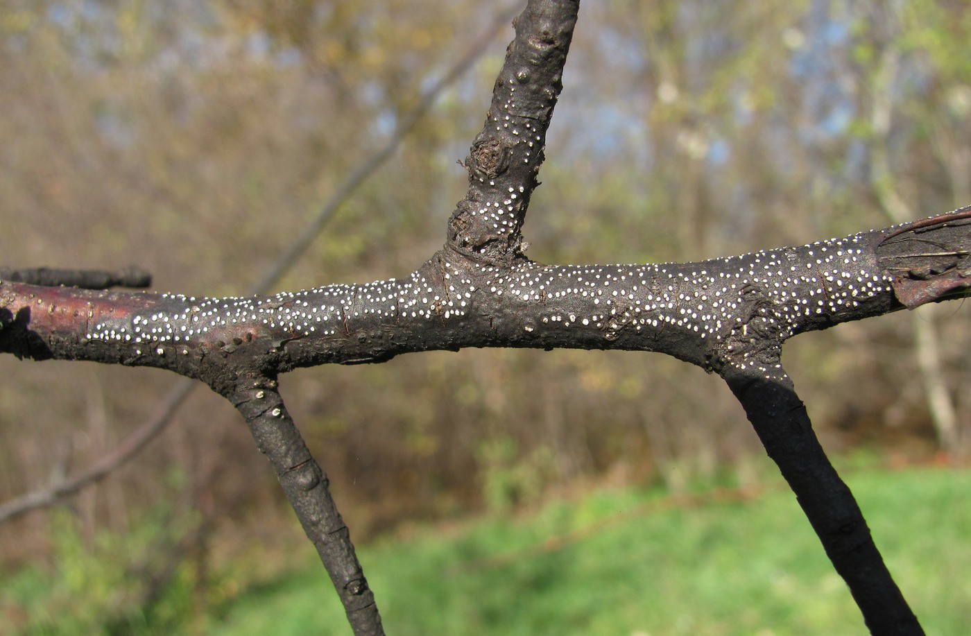 Image of genus Malus specimen.