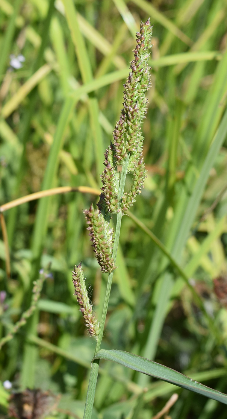 Image of Echinochloa crus-galli specimen.