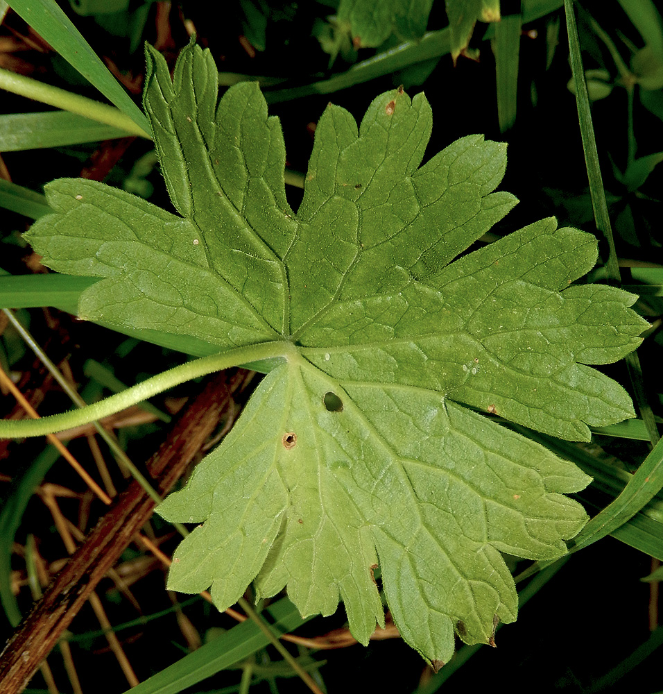 Image of Geranium depilatum specimen.