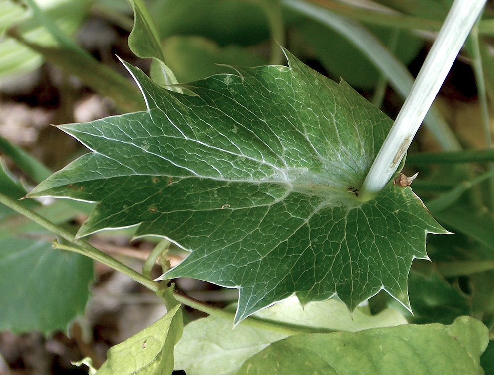 Image of Eryngium giganteum specimen.