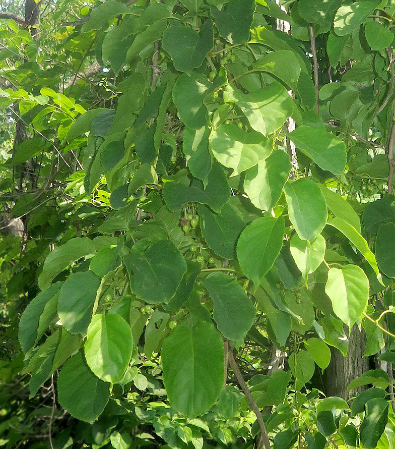 Image of Actinidia arguta specimen.