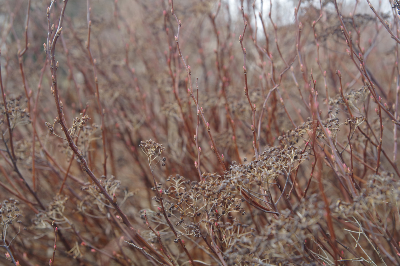 Image of genus Spiraea specimen.