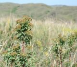 Spiraea trilobata. Верхушка плодоносящей ветви. Восточный Казахстан, г. Усть-Каменогорск, сопки на левом берегу р. Иртыш. 16.06.2011.