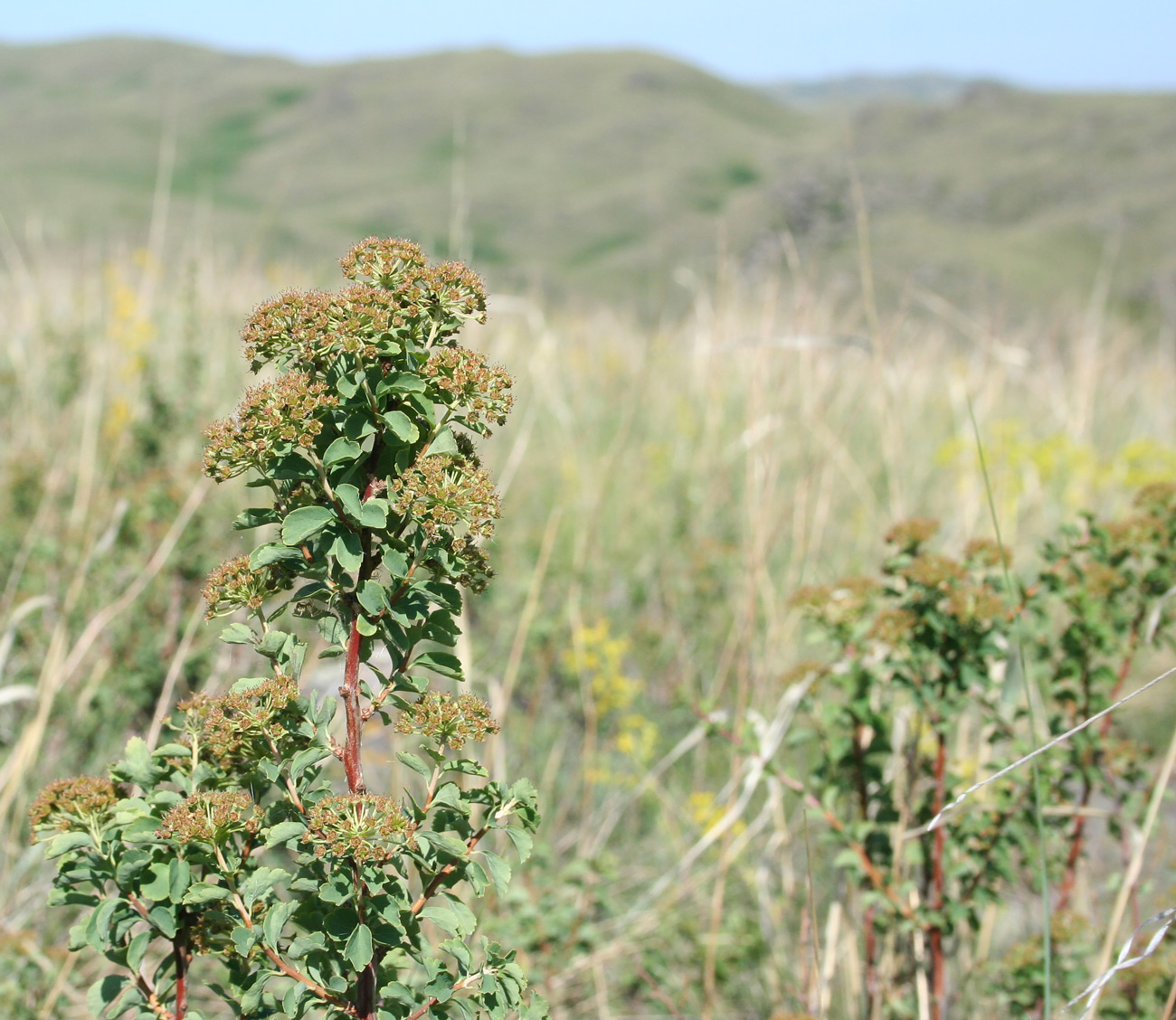 Image of Spiraea trilobata specimen.