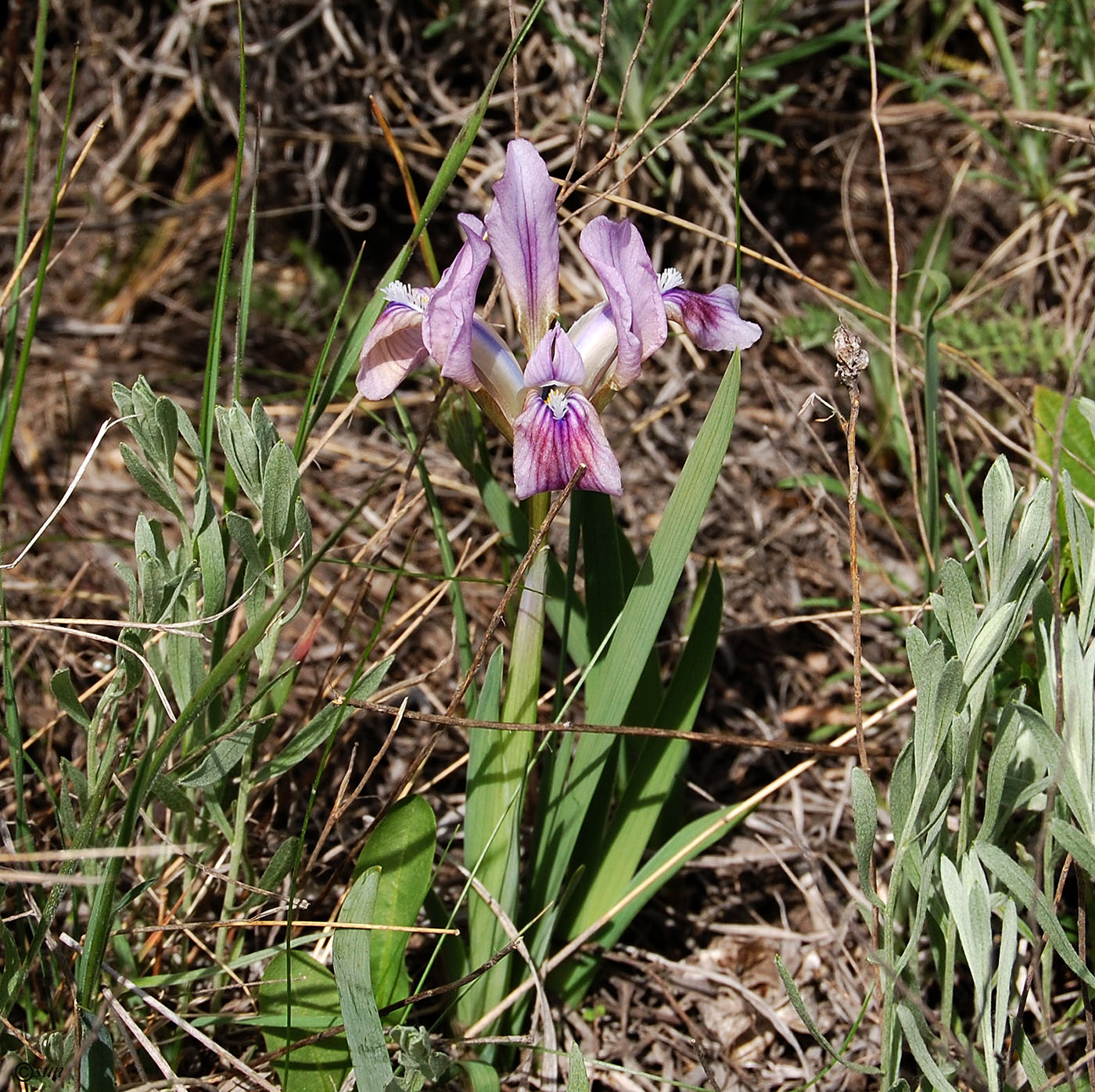 Image of Iris pumila specimen.