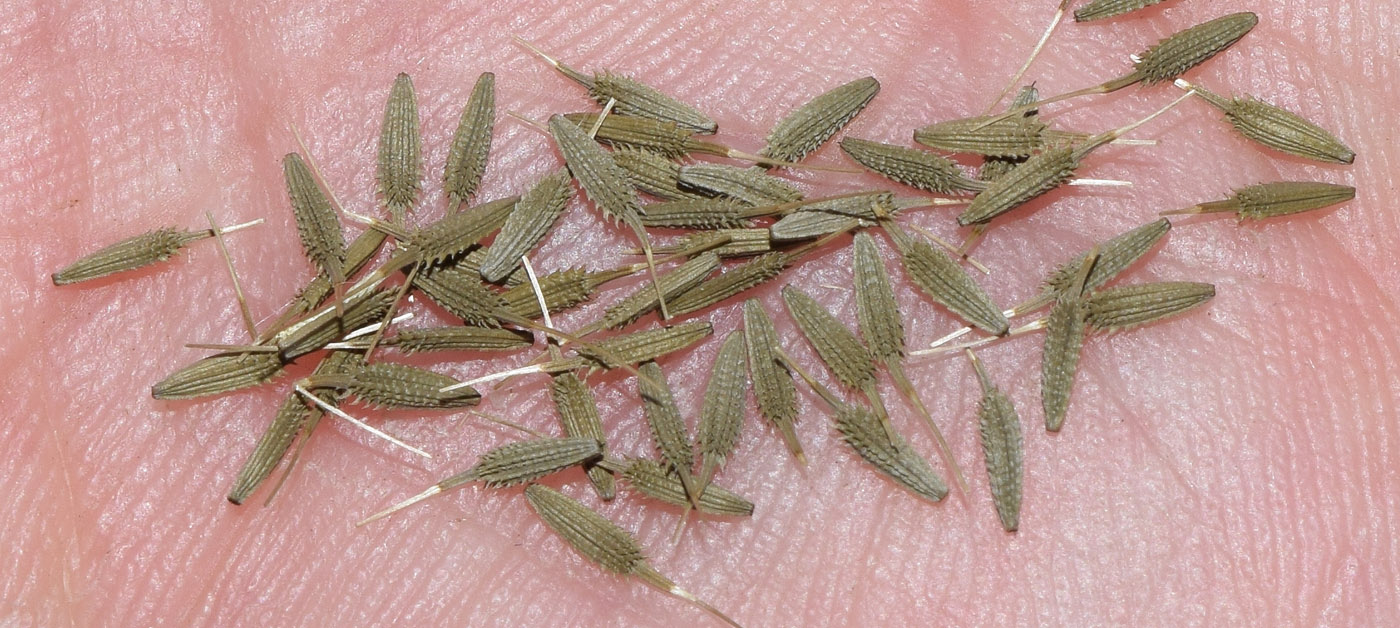 Image of genus Taraxacum specimen.