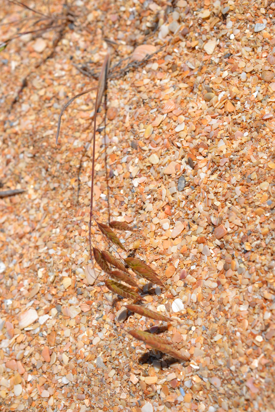 Image of genus Bromus specimen.