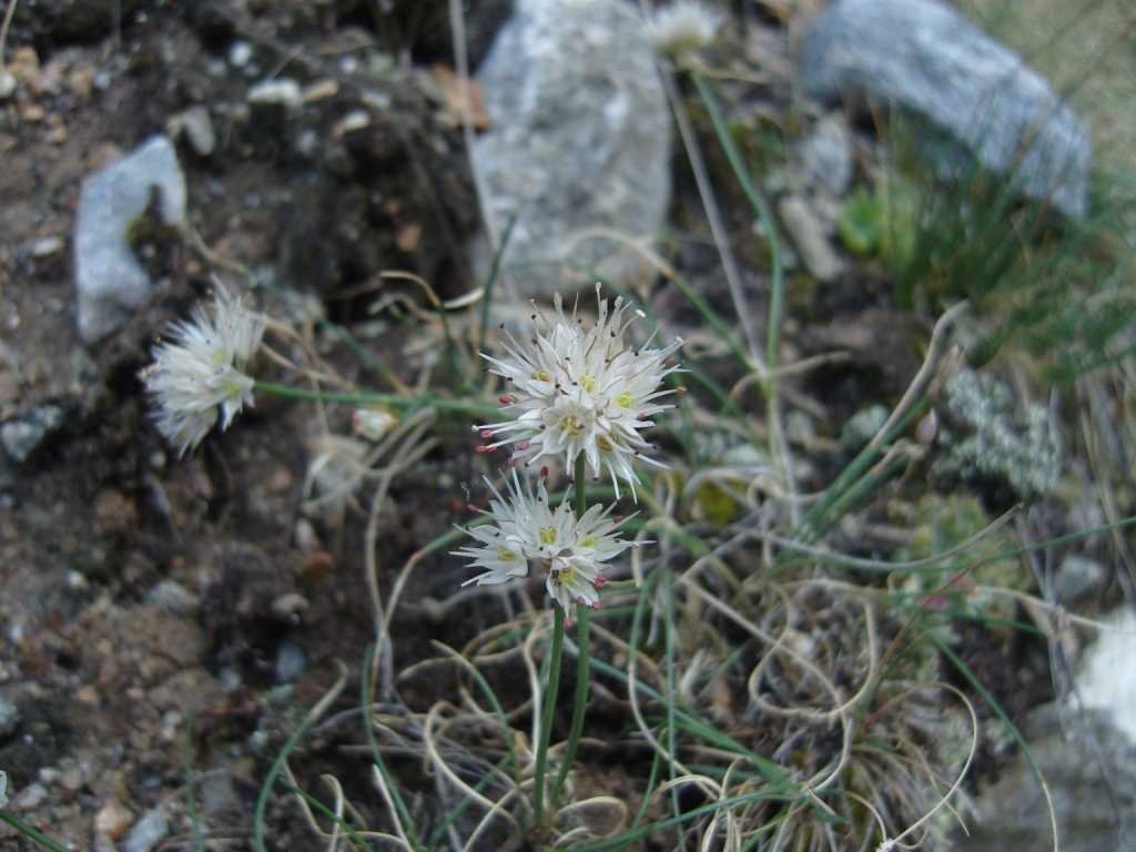 Image of Allium saxatile specimen.