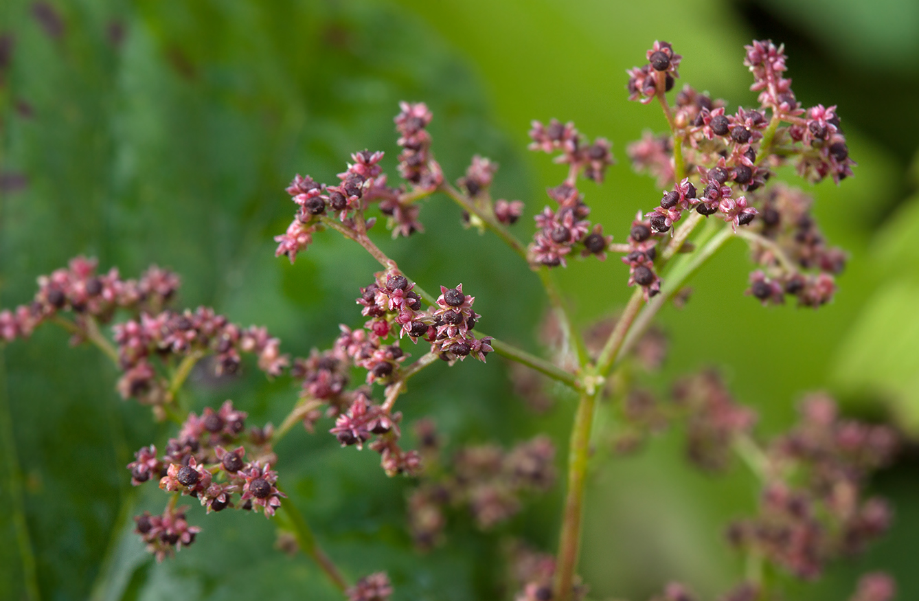 Изображение особи Lipandra polysperma.