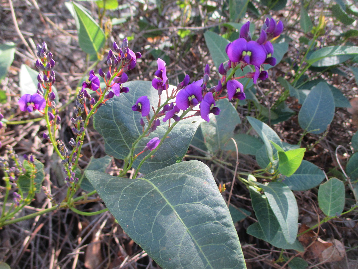 Image of Hardenbergia violacea specimen.