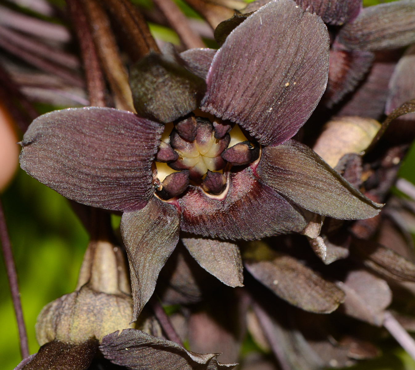 Image of Tacca chantrieri specimen.